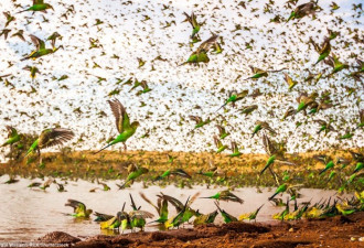 澳洲水潭引8万鹦鹉喝水 瞬间天空变绿