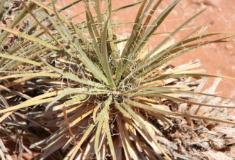 养花种草系列17：丝兰Yucca怎么种