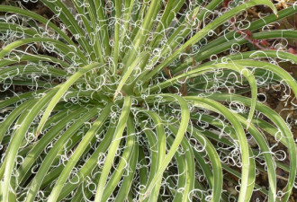 养花种草系列17：丝兰Yucca怎么种