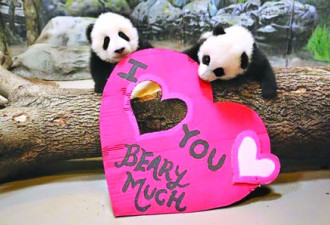 多伦多动物园小熊猫贺情人节 萌哒哒