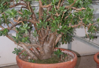 养花种草系列16：玉树Jade Plant 怎么种
