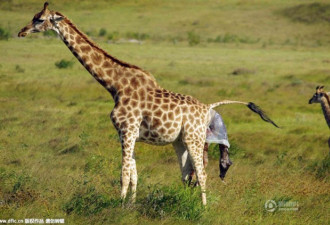 南非野生长颈鹿生宝宝 鹿宝宝头着地