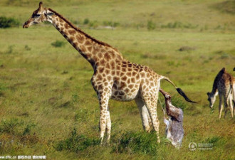 南非野生长颈鹿生宝宝 鹿宝宝头着地