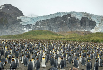 震撼!15万王企鹅拥作一团给宝宝取暖