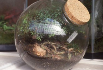 养花种草系列13：玻璃箱种植 Terrarium