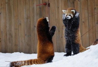 不准动！加拿大小熊猫乖乖举双掌投降