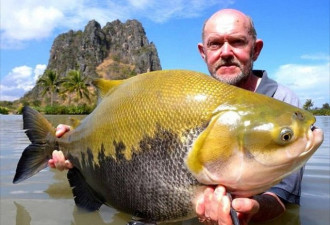 泰国湖泊巨鲤云集 大鱼长3米重200斤