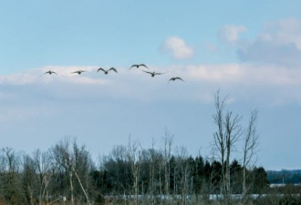 小天鹅迁徙圣地 @ Aylmer Ontario