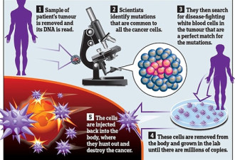 科学家找到癌症弱点 可追杀每个癌细胞