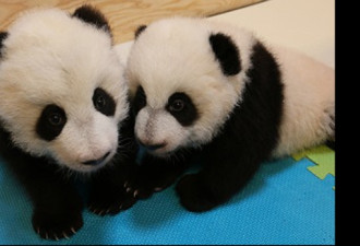多伦多动物园：双胞胎熊猫是龙凤胎！