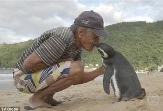 被救企鹅每年游8000公里回来看老人