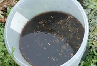养花种草系列21：堆肥茶 自制有机肥料