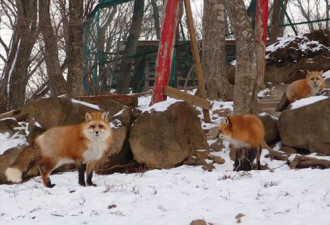 揭秘日本神秘狐狸村 遍地动物不怕人