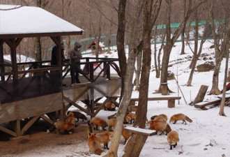 揭秘日本神秘狐狸村 遍地动物不怕人