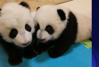 农历大年初一 动物园为双胞胎熊猫征名