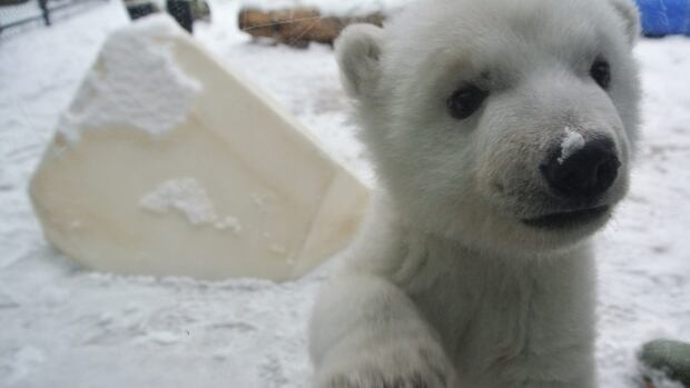 Polar bear fans can meet Juno in person when she goes on display Saturday at the Toronto Zoo.