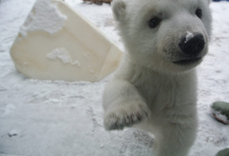 动物园小北极熊命名Juno 周六公开亮相