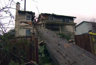 暴风雨致12万户断电 巨树毁屋压死1女子