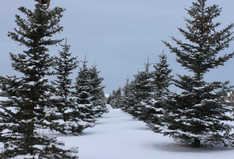 我爱加拿大的冬天：美丽的白色世界