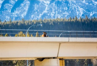 摄影师抓拍 班芙群狼高架桥捕食麋鹿