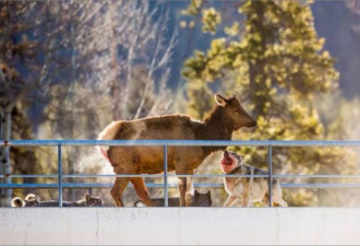 摄影师抓拍 班芙群狼高架桥捕食麋鹿
