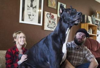 世界最高的狗？大丹犬身高达到2米13