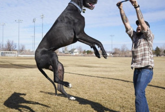 世界最高的狗？大丹犬身高达到2米13