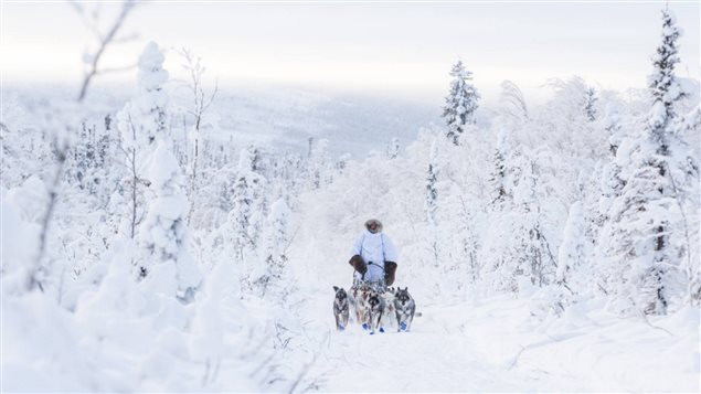 北极圈冷峻之美:育空狗拉雪橇越野赛