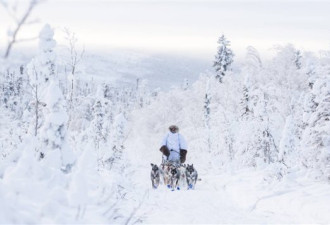 北极圈冷峻之美：育空狗拉雪橇越野赛