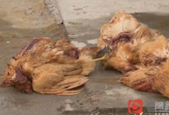 上海两百鸡鸭被咬死 凶手吸血不吃肉