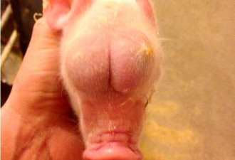 世界上最不幸的小猪：睾丸长在脸上