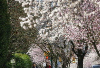 赏樱去吧！温哥华已经变成粉红色花海