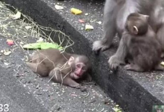 图：小猴子找不到妈妈 当场捶胸顿足