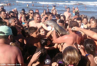游客将小海豚带上岸拍照 玩死后弃尸