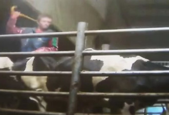 奶牛场员工被控犯有残忍对待动物罪
