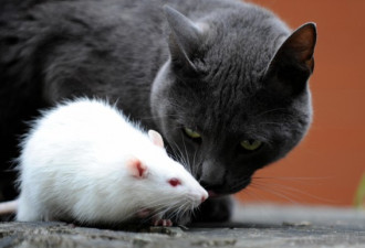 加拿大的老鼠怕猫？哥告诉你那是谣传