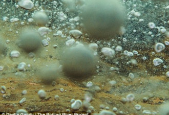 雨林深处的一条河流：活物落入即死
