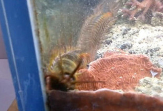 惊！男子家中鱼缸藏近1米肉食性大虫