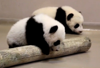 双胞胎熊猫有官名了：加盼盼、加悦悦