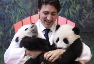 加拿大掀“熊猫争夺战” 将永驻多伦多？