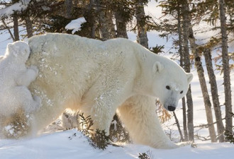 天气变暖 加拿大北极熊与人“偶遇”大增