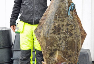 渔夫捕重达100斤比目鱼 破了世界纪录