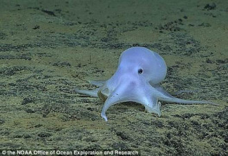 夏威夷海底深处发现神秘“幽灵章鱼”