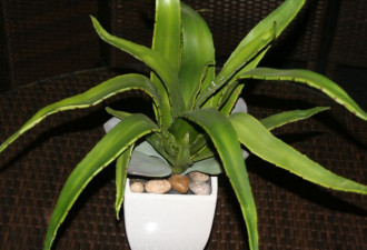 养花种草系列28：芦荟Aloe vera的种法
