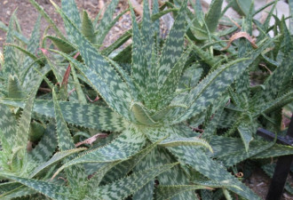 养花种草系列28：芦荟Aloe vera的种法