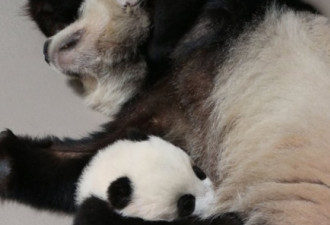多伦多动物园熊猫萌娃 3月与公众见面