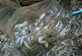 泰渔民河边撒网捕鱼 却捞起6条大蟒蛇