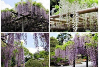 日本足利花园紫藤花季 美得令人屏息