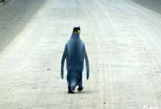 它的背影一夜间火了 成史上最孤独企鹅