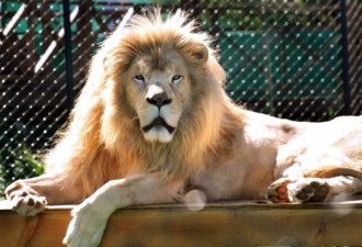 渥太华动物园的狮子“越狱”被击毙